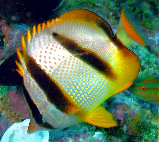 Chaetodon hoefleri_05